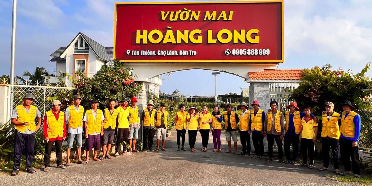 Cách Chọn Hoa Mai Đẹp, Nhiều Lộc Đón Tết